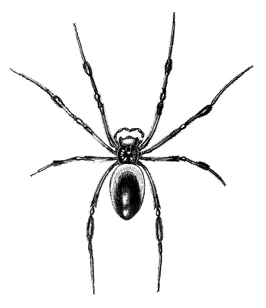 Illustration of a Black widow spider
