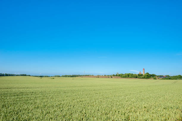 Landscape with cornfield at Cape Arkona