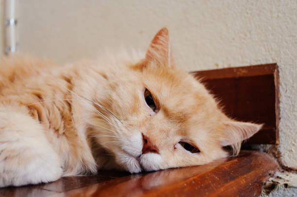 istock Cat is sleeping in the evening  , cat 1011857368