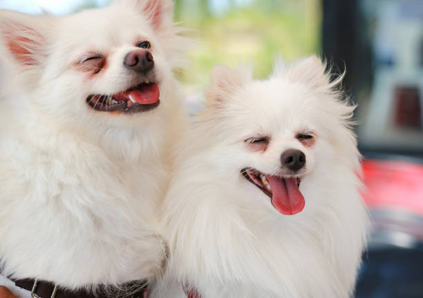 Portrait of white pomeranian dog.