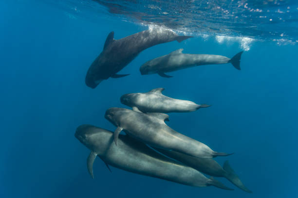 Long-finned pilot whales stock photo