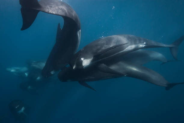 Long-finned pilot whales stock photo