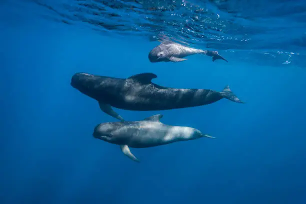 Photo of Long-finned pilot whales