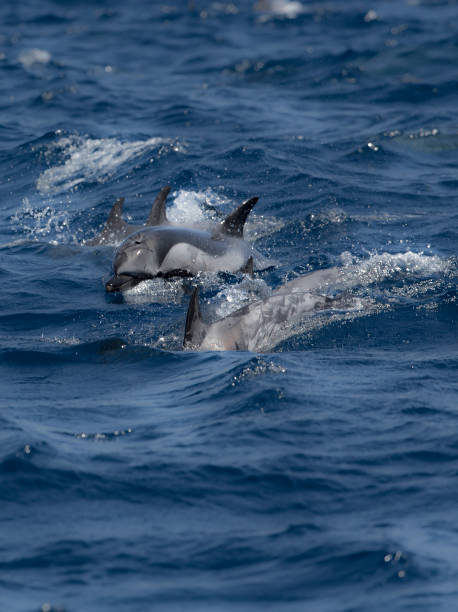 Striped dolphins break the surface stock photo