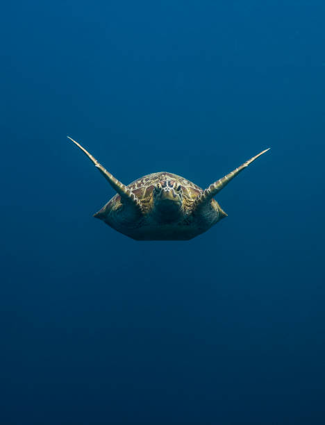Green turtle approaches stock photo