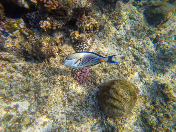 istock Arabian sohal surgeon fish in the natural environment 1011861332