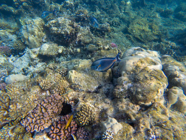 istock Wonderful and beautiful underwater world with corals and tropical fish. 1011861342
