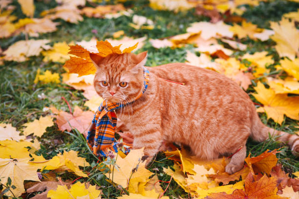 istock British shorthair red cat in autumn park 1011863750