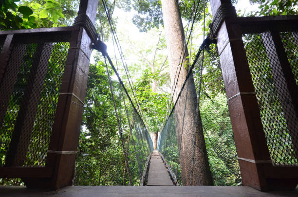 istock Treetop Canopy Walk at Ranau Malaysia 1011864078