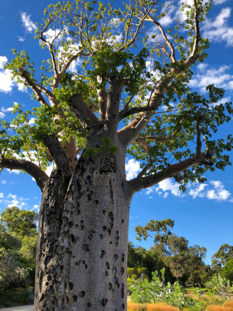 istock Wounds of big old Baobab, Boab Tree with rough patch from tissue damage at Kings Park, Perth 1011867550