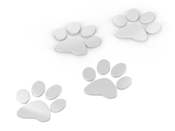 istock Trail of paw prints, 3d illustration 1011867758