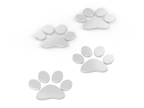 istock Trail of paw prints, 3d illustration 1011868236