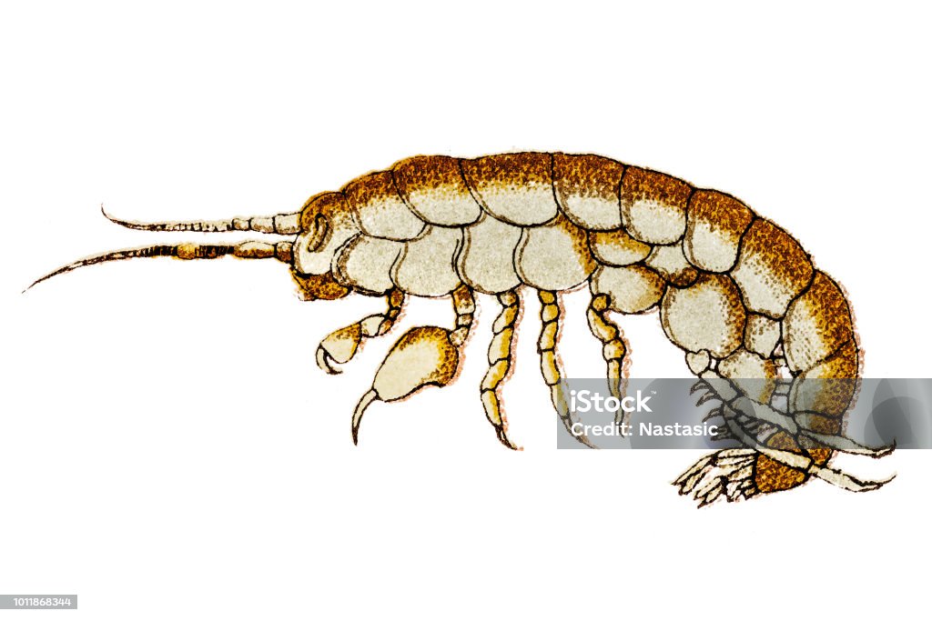 Orchestia gammarellus is a species of amphipod in the family Talitridae Illustration of a Orchestia gammarellus is a species of amphipod in the family Talitridae Amphipod stock illustration
