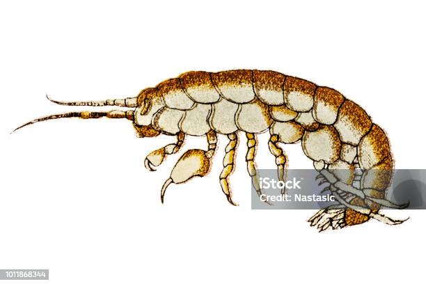 Orchestia Gammarellus Is A Species Of Amphipod In The Family Talitridae Stock Illustration - Download Image Now