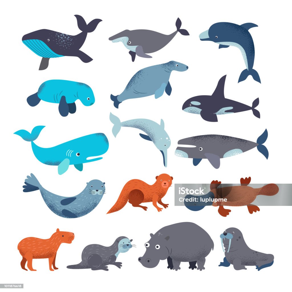 Sea mammal vector water animal character dolphin walrus and whale in sealife or ocean illustration marine set of seal or hippo illustration set isolated on white background Sea mammal vector water animal character dolphin walrus and whale in sealife or ocean illustration marine set of seal or hippo illustration set isolated on white background. Seal - Animal stock vector