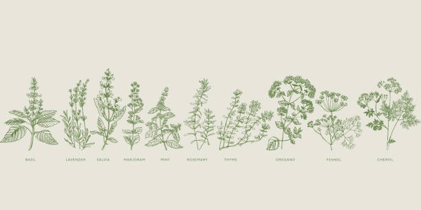 French cooking herbal sketch set. Basil, lavender, salvia, marjoram, mint, rosemary, thyme, oregano, fennel, chervil hand drawn design element.