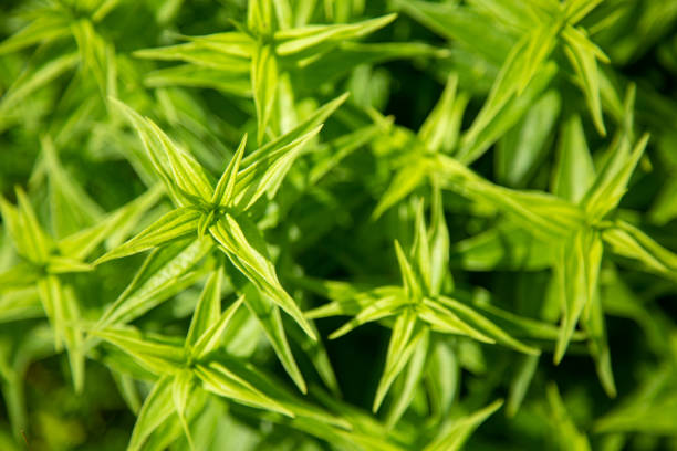 Texture of green pointed leaves of a growing plant. Top view.