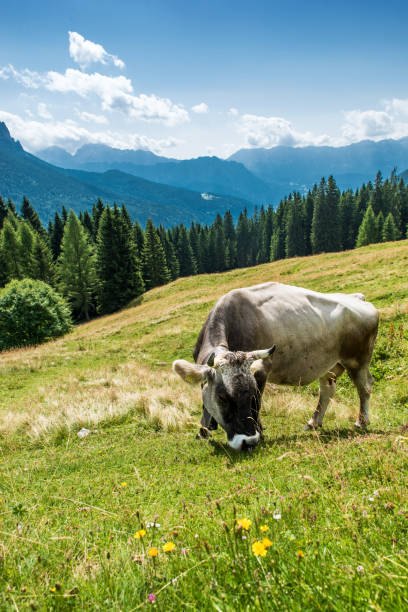 istock Cow portrait grazing in the mountains 1011883912