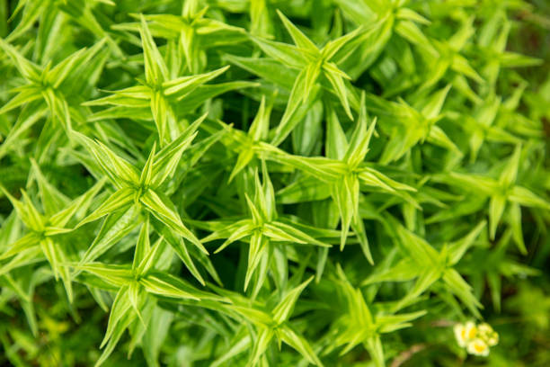 istock Background of green leaves. 1011883916