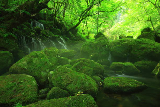 istock Summer mototaki  falls underwater water 1011884776