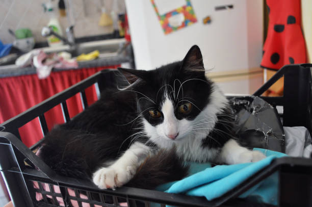 istock Black and white bicolor cat with gold eyes lying in plastic basket 1011887256