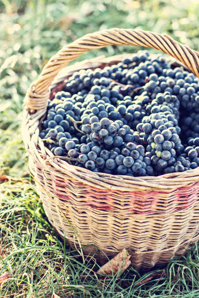 istock Dark grapes in a basket. Grape harvesting. 1011887314