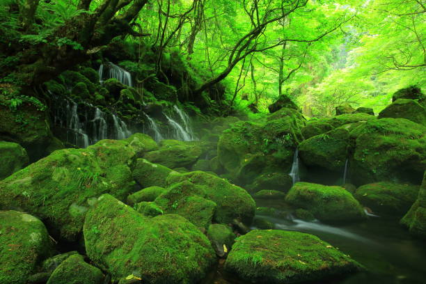 istock Summer mototaki  falls underwater water 1011887326