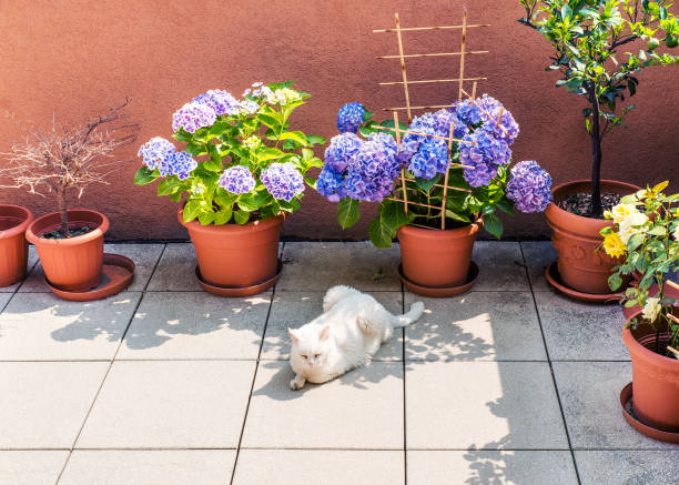Lovely white cat sleeping in the sunlight on balcony, near beautiful hydrangeas