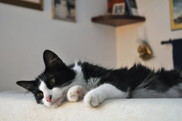 Cute black and white bicolor cat with golden eyes lying on bed