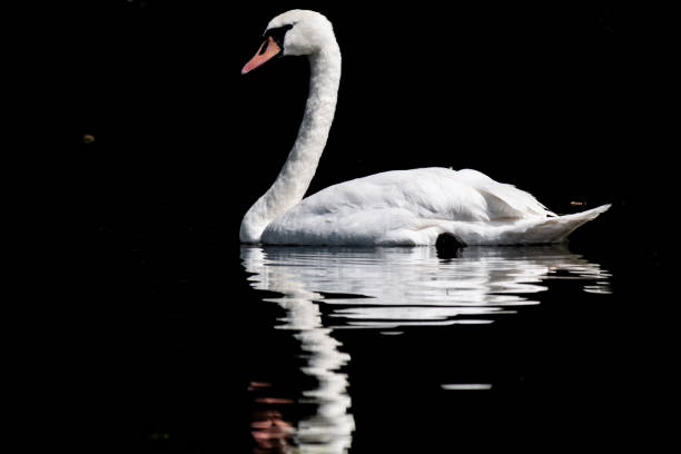 istock A beautiful white swan on the water, on a dark background. 1011887600