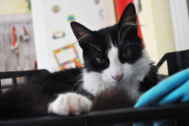 istock Cute black and white bicolor cat with gold eyes looking at camera 1011887650