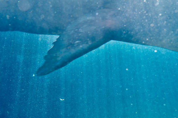 istock sea lion swimming 1011892816