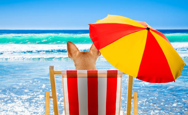 dog resting and relaxing on a hammock or beach chair under umbrella at the beach ocean shore, on summer vacation holidays