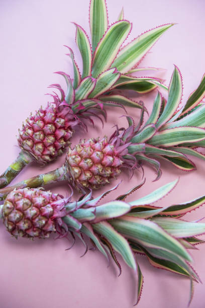 istock ineappless flowers on pinlk 1011896242