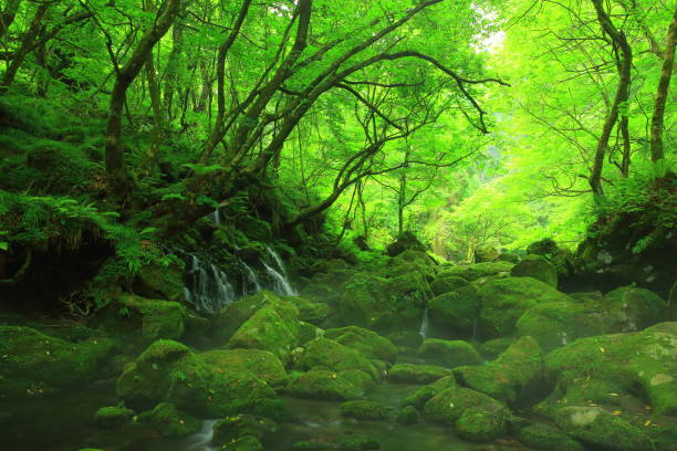 istock Summer mototaki  falls underwater water 1011896580