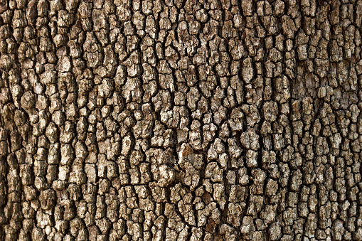 Old Wood Tree Texture Pattern Background in sunny day