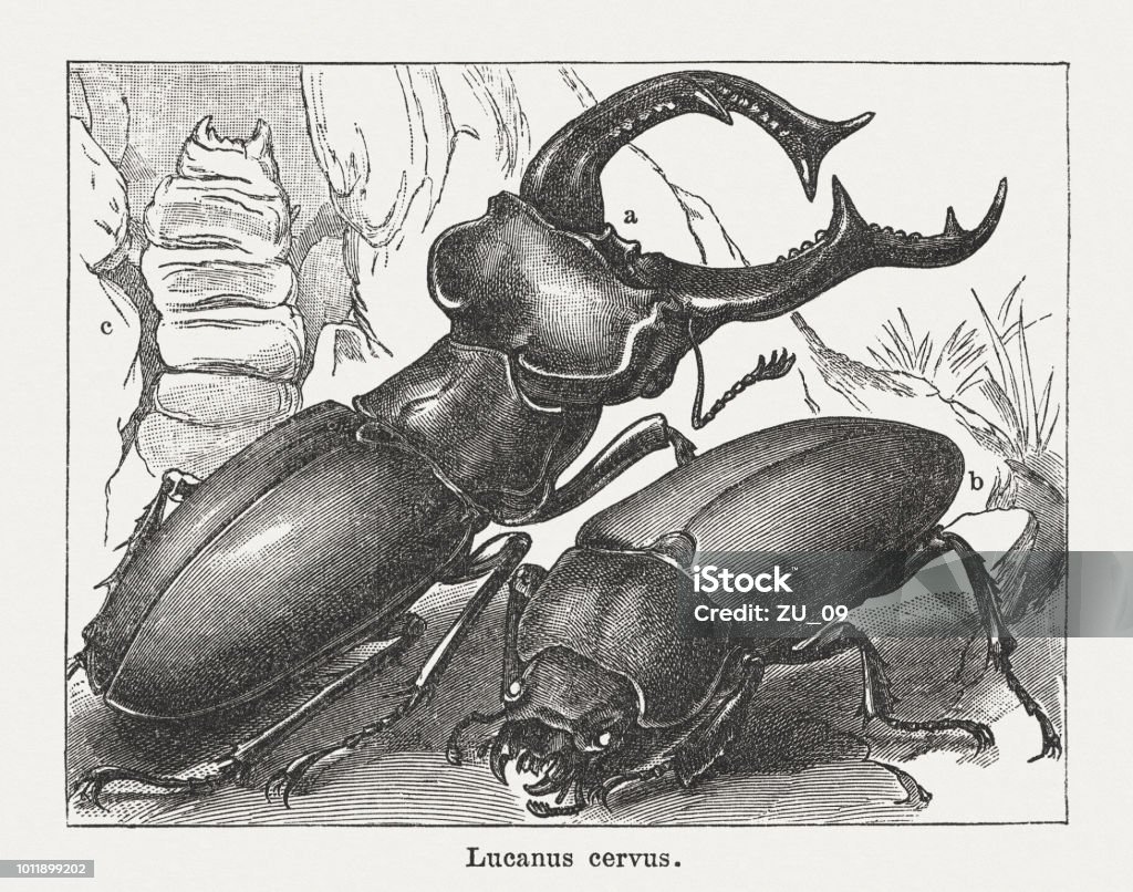 Stag beetle (Lucanus cervus), wood engraving, published in 1897 Stag beetle (Lucanus cervus), male (a), female (b) beetle, and larva (c). Wood engraving, published in 1897. Animal stock illustration