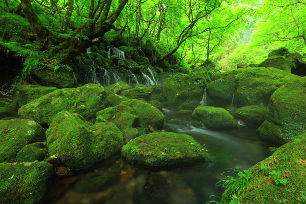 istock Summer mototaki  falls underwater water 1011899620