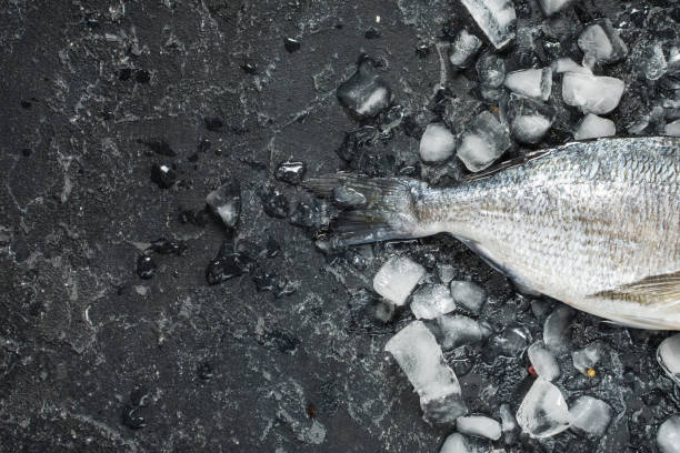 istock Raw fresh dorado on ice over dark stone background. Top view 1011899698