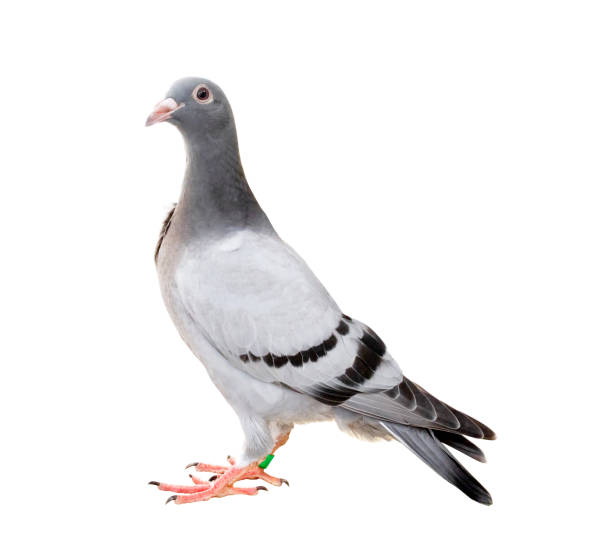 istock full body of pigeon bird isolate white background 1011899788
