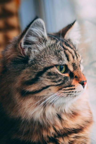 istock Epic cat looks out the window. 1011904988