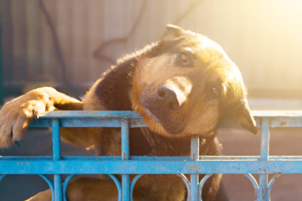 istock Dog laid its head on the fence. 1011905504