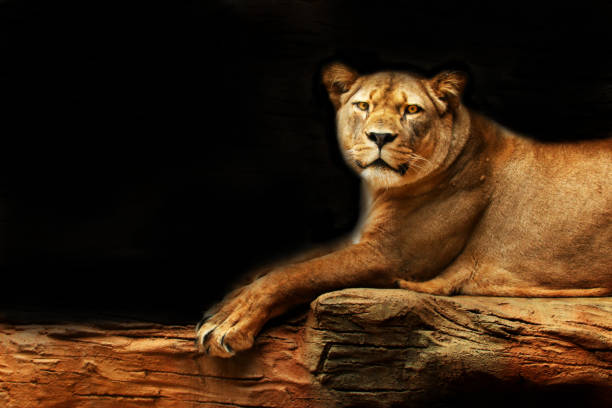 istock Lioness lying on a rock with a black background 1011906128