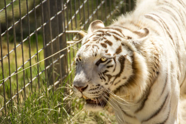 istock White tiger with grids in the zoo 1011908516