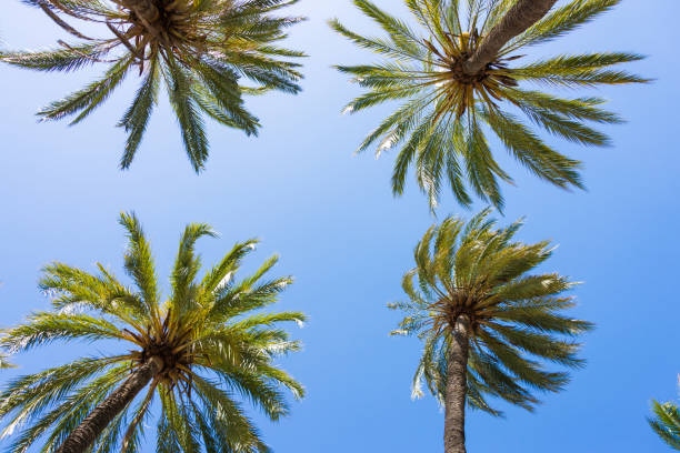 istock Green palm trees from below against blue sky as backgroung 1011914656
