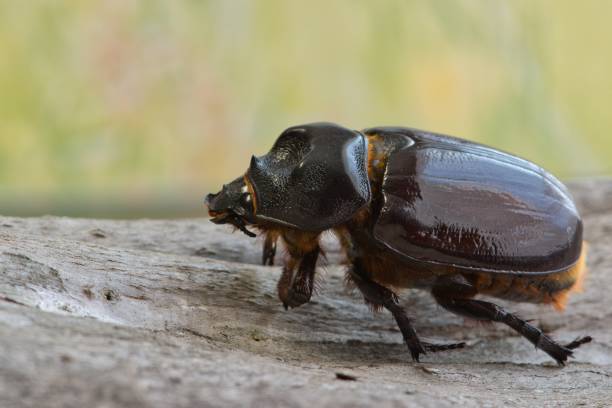 istock Female Ox beetle with nature setting. 1011916208