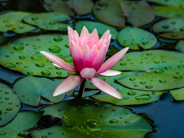 nenúfar "marliacea rosea" com pétalas de rosa - lotus reflection flower single flower - fotografias e filmes do acervo