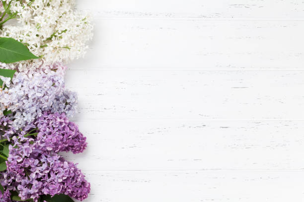 istock Colorful lilac flowers 1011919202