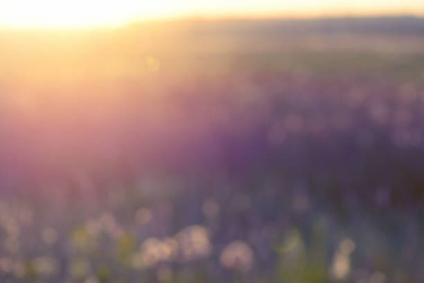 istock sunset in the field defocused 1011922872