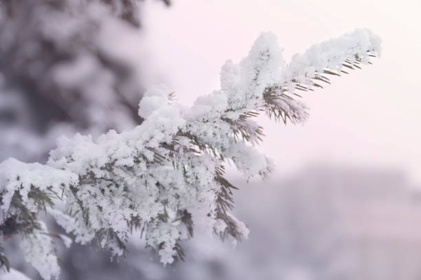 istock Snowcowered branches. Winter blur background. Frost trees. 1011923490